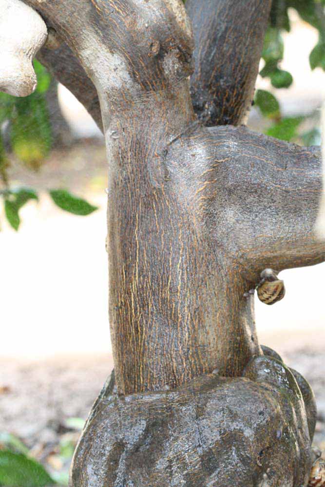            Bark (Riverside, CA)   